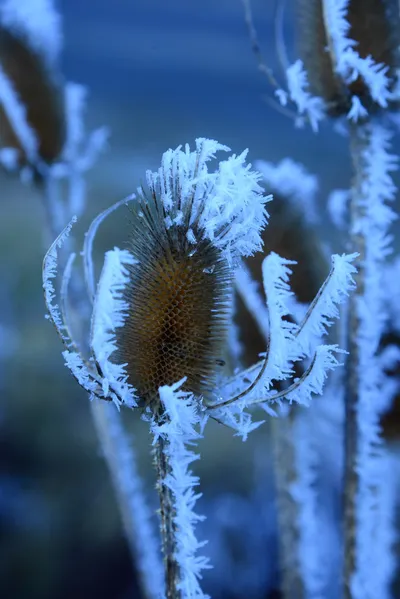 DSC_0973 (Large).JPG